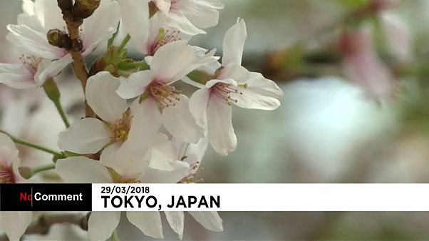 Japon : les cerisiers en fleurs accueillent le printemps Japon : les cerisiers en fleurs accueillent le printemps