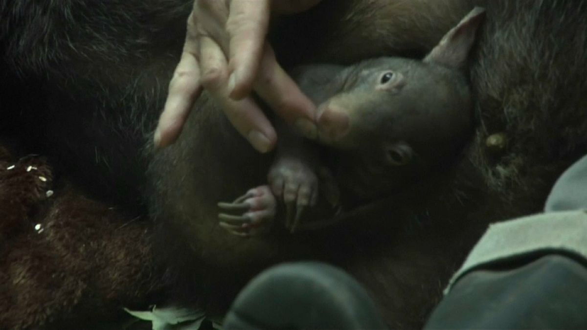 Eine kleine Sensation: Wombat-Baby "Apari" ist da