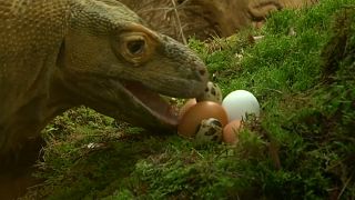 شاهد: بيض الفصح يفاجئ حيوانات حديقة لندن