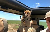 Überraschung! Gepard steigt während Safari in den Jeep ein