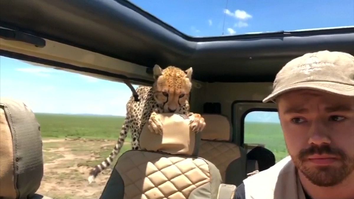 Curious cheetah climbs into safari vehicle