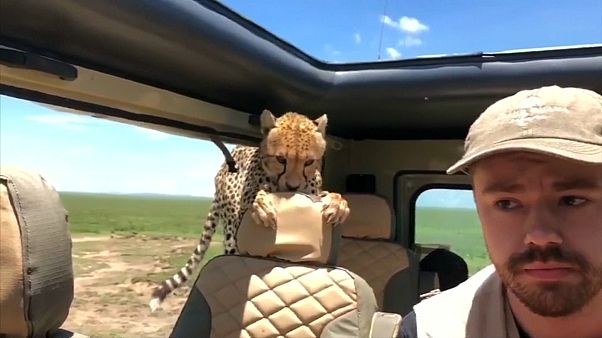 Curious cheetah climbs into safari vehicle Curious cheetah climbs into safari vehicle