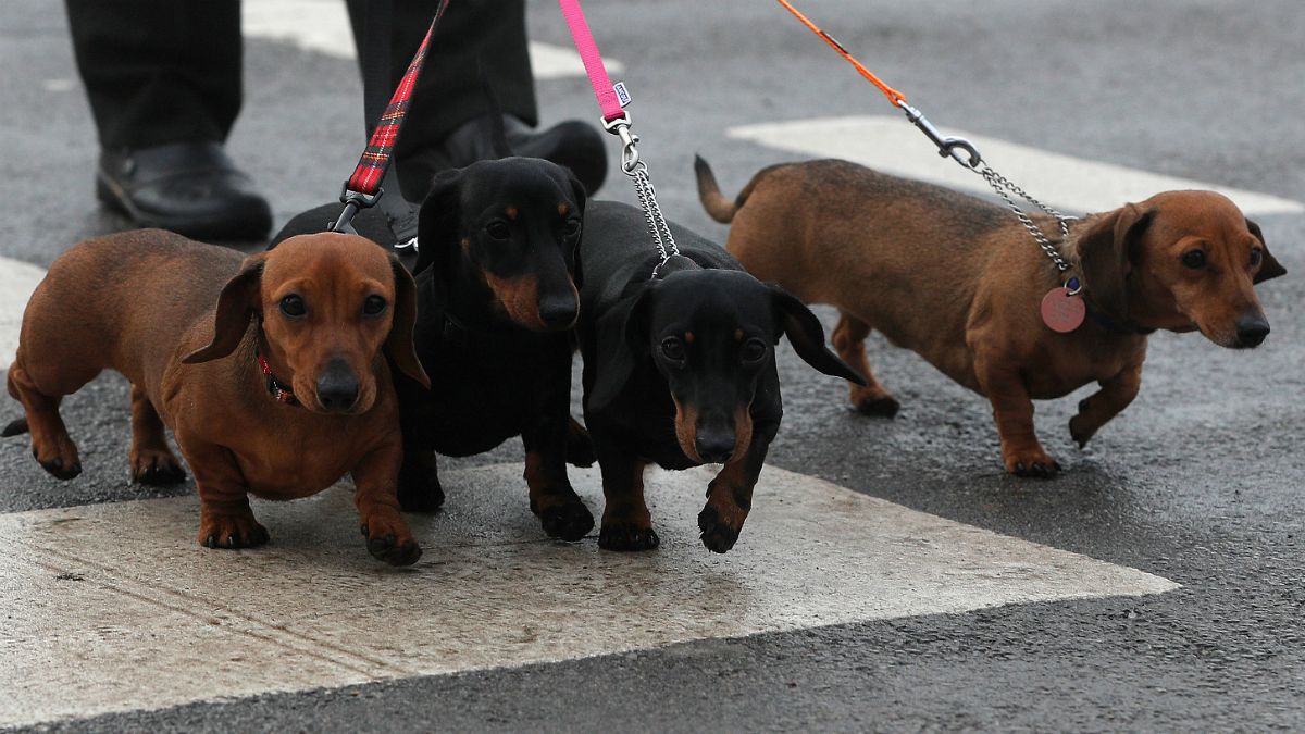 Os dachshund, conhecidos como cães-salsicha, já têm um local de culto