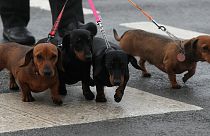 Os dachshund, conhecidos como cães-salsicha, já têm um local de culto