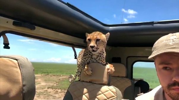 Un guépard dans la voiture... Un guépard dans la voiture...