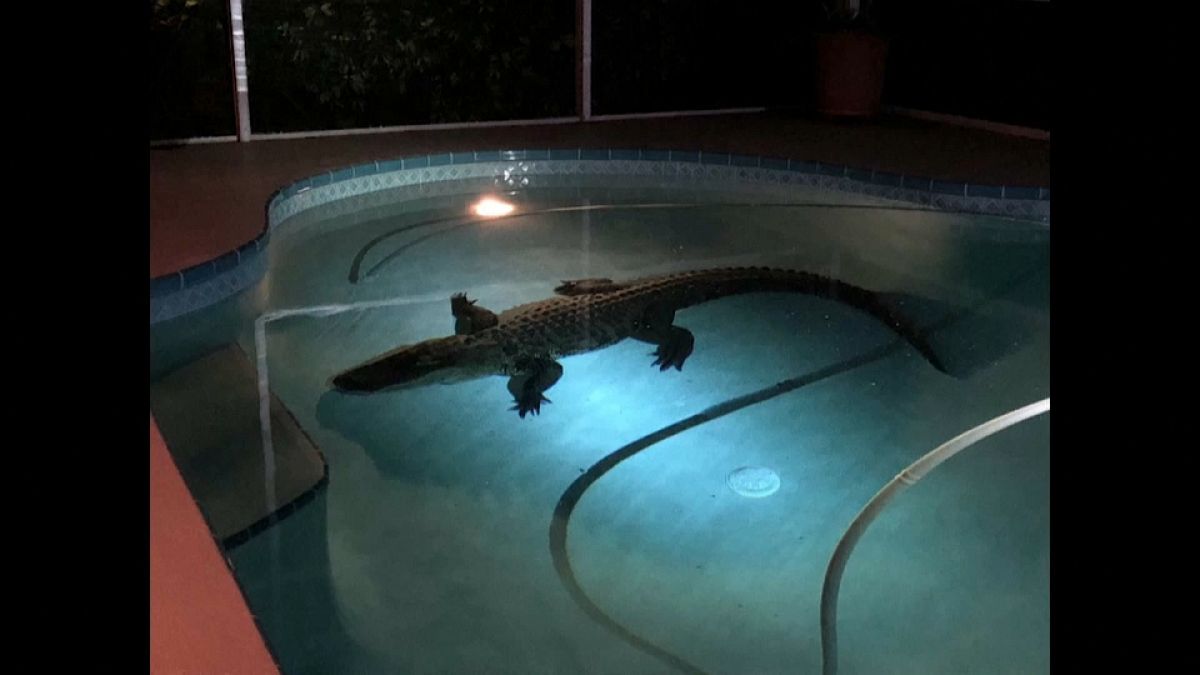 فيديو: تمساح استوائي يقتحم مسبحاً منزلياً بفلوريدا