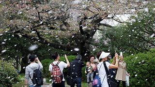 Oι κερασιές άνθισαν στην Ιαπωνία 