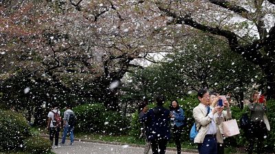 As cerejeiras de Tóquio estão a começar a perder as flores