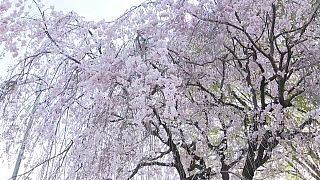 Japon İmparatoru'nun kiraz çiçeği ağacı keyfi