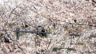 A cseresznyevirágzás előcsalogatta a japán császári párt