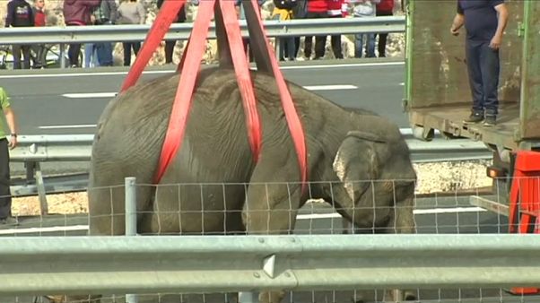 Fallece un elefante en un accidente en la autovía A-30 Fallece un elefante en un accidente en la autovía A-30