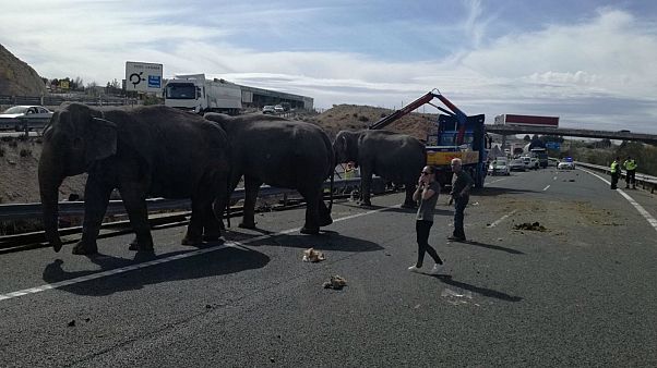 Elephant dies in accident on Spanish motorway Elephant dies in accident on Spanish motorway