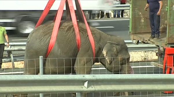 Elefante morre em acidente de camião em Espanha Elefante morre em acidente de camião em Espanha