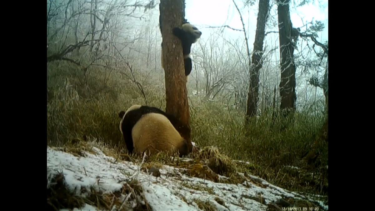 Panda giganti in riproduzione in una riserva naturale in Cina