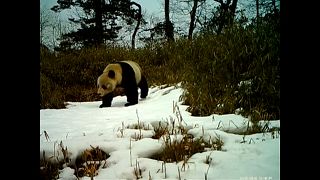 Videón a vadon élő pandakölyök