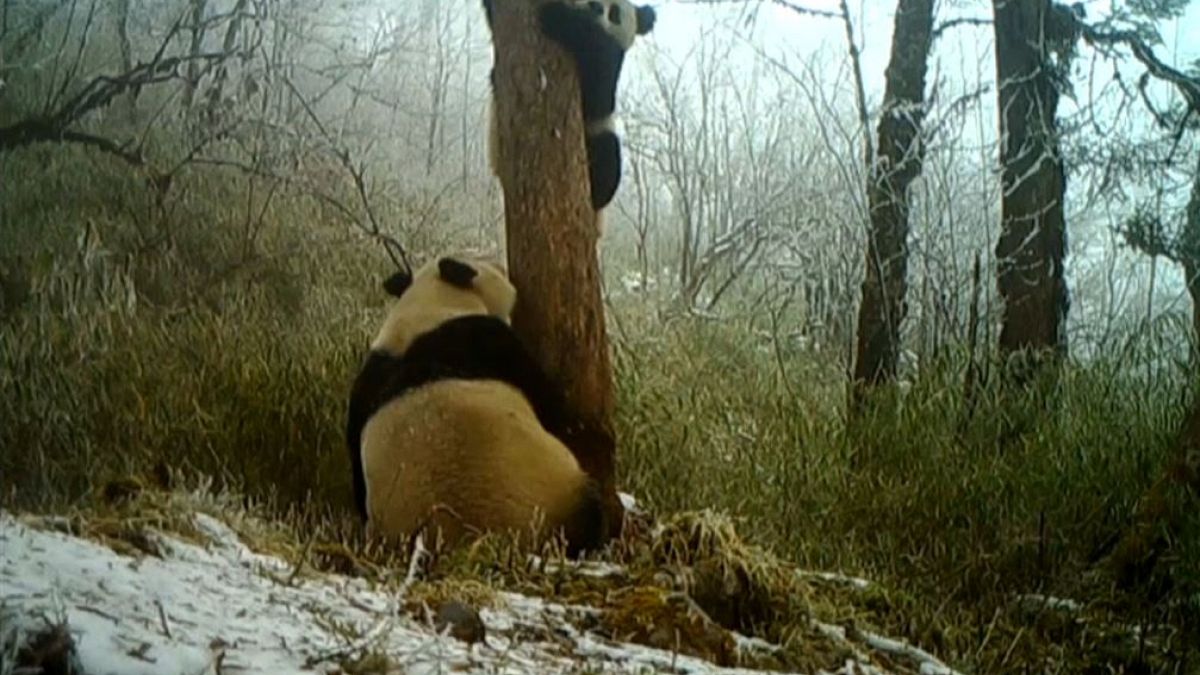 China: Wilde Pandas gesichtet