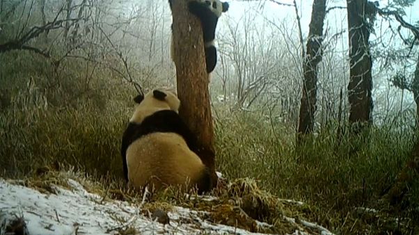 China: Wilde Pandas gesichtet China: Wilde Pandas gesichtet