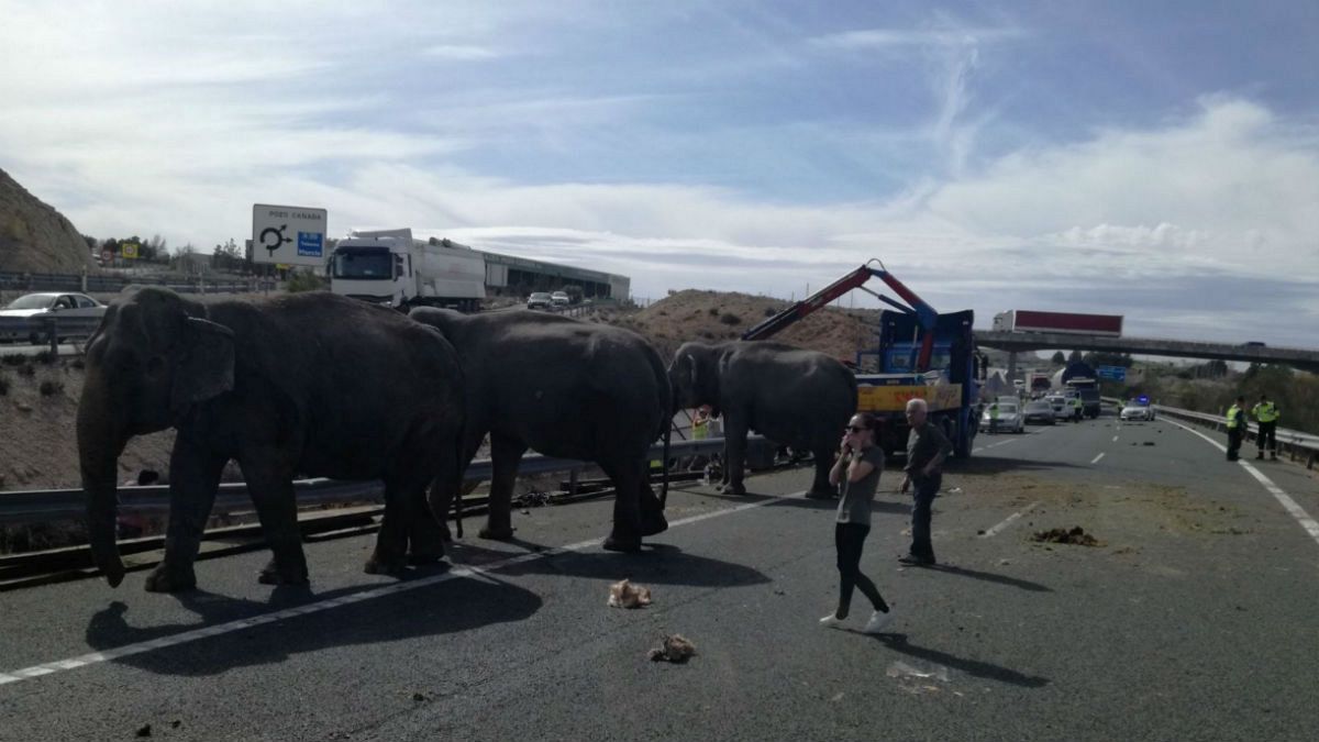 circus truck that was transporting elephants crashed