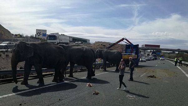 circus truck that was transporting elephants crashed circus truck that was transporting elephants crashed