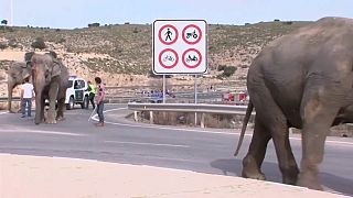 Elefantes à solta numa autoestrada espanhola 