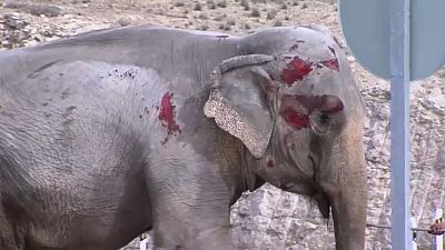 Verwirrte, blutende Tiere: Aufschrei nach Unfall mit 5 Elefanten