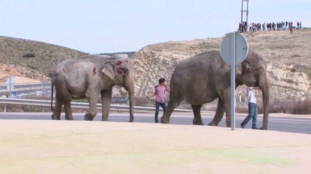 Blutende Elefanten auf der Autobahn: Tierschützer schlagen Alarm