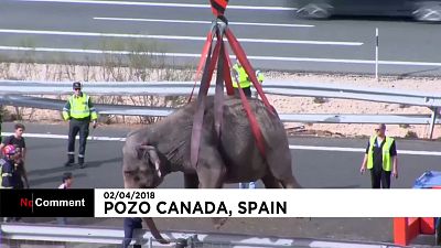 Espagne : un éléphant tué dans l'accident d'un camion de cirque