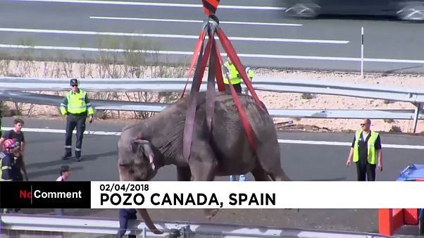 Espagne : un éléphant tué dans l'accident d'un camion de cirque Espagne : un éléphant tué dans l'accident d'un camion de cirque