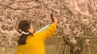 Цветущая весна в Китае