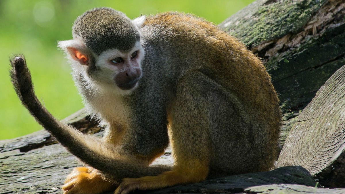 میمون نوزاد ۱۶ روزه را ربود و کشت