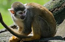 میمون نوزاد ۱۶ روزه را ربود و کشت