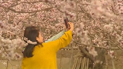 Çin'de bahar şenliği başladı