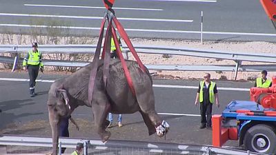 Grave accidente del camión que transportaba elefantes de un circo