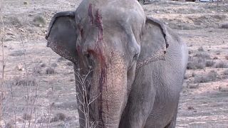 Sirk aracı kaza yaptı: 1 fil öldü, 3 fil yaralı