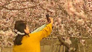 شکوفه‌های بهاری در چین