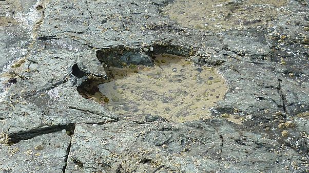 Des empreintes géantes de dinosaures découvertes en Ecosse Des empreintes géantes de dinosaures découvertes en Ecosse