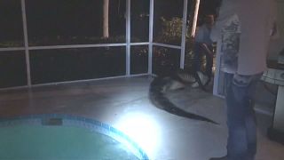 Large alligator is dragged out of swimming pool in Florida
