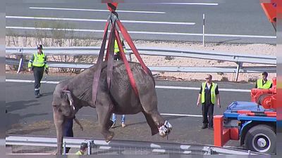 Elpusztult egy elefánt egy spanyol kamionbalesetben