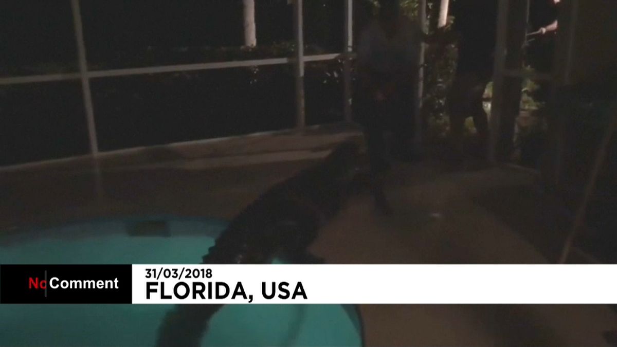 Floride : un alligator retrouvé dans une piscine privée