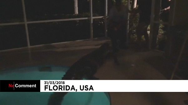 Floride : un alligator retrouvé dans une piscine privée Floride : un alligator retrouvé dans une piscine privée