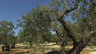 La bactérie "tueuse d'oliviers" arrive en Corse