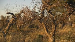 "Ébola das oliveiras" detetado na Córsega
