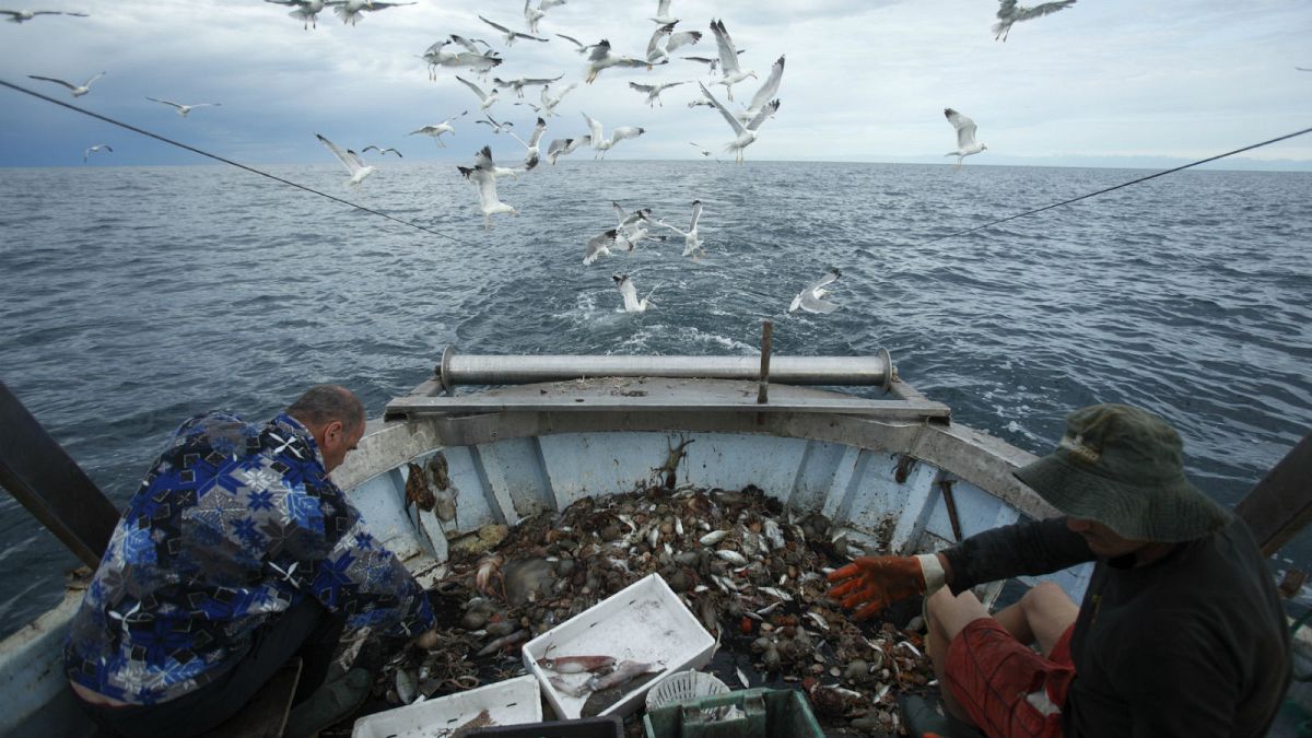 UK, Ireland top EU countries ignoring scientific advice on Atlantic fishing