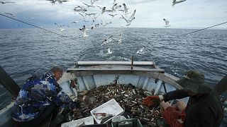 UK, Ireland top EU countries ignoring scientific advice on Atlantic fishing