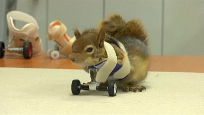 Eichhörnchen auf Rädern