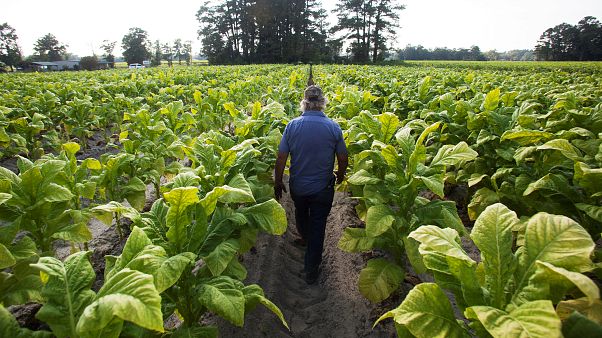 U.S. farm belt will be hit by latest Chinese import tariffs U.S. farm belt will be hit by latest Chinese import tariffs