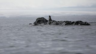 Seals are new allies in climate change monitoring