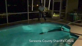 Florida'da dev timsahın havuz keyfi 