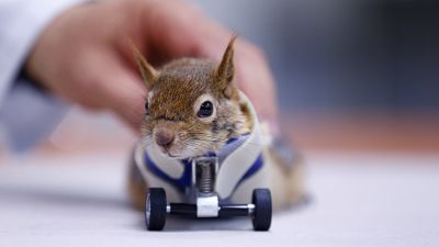Das Eichhörnchen mit seiner Prothese
