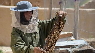 دختر افغان با زنبورداری کارآفرین شد